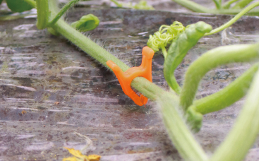 スイカ・メロン用資材 農業資材の有限会社シーム