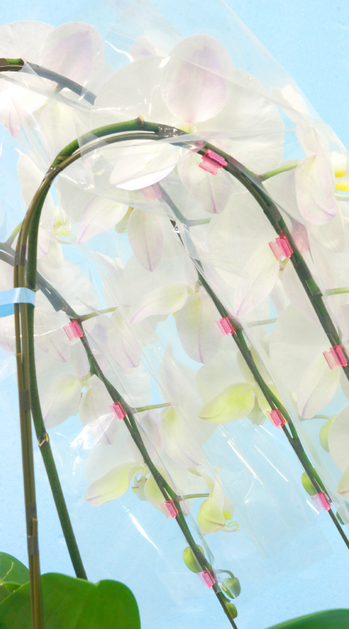 胡蝶蘭、洋蘭の支柱とビニールを簡単固定 しちゅうホルダーＬイメージ