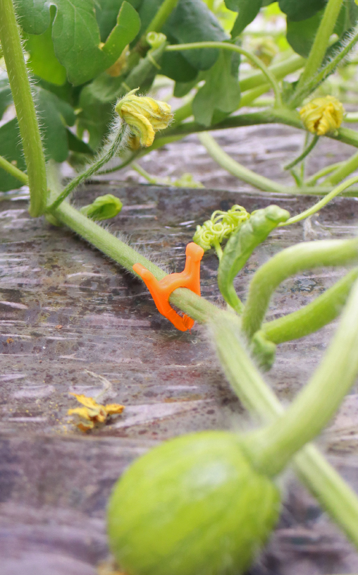 スイカやメロンなどの交配後の目印にしるしＡ（エース）イメージ