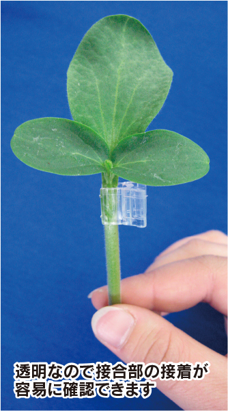 クリアピンチM（ウリ科） 台木と穂木の切断面合わせ方例