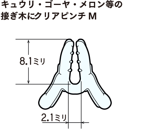 クリアピンチM（ウリ科）断面イラスト