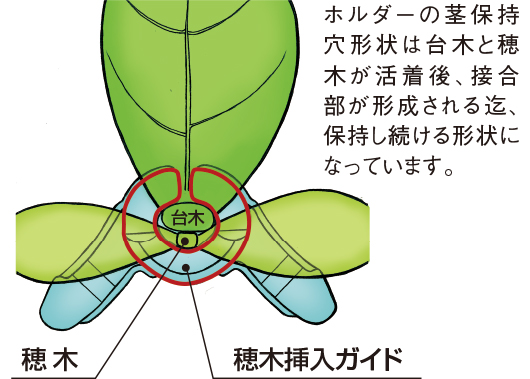 ウリカホルダーシリーズ 茎保持穴形状