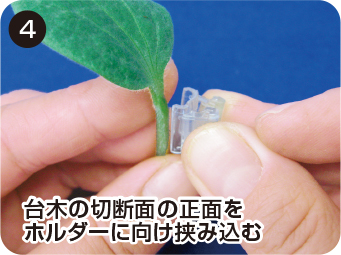 ウリカホルダーシリーズ 接ぎ木例4