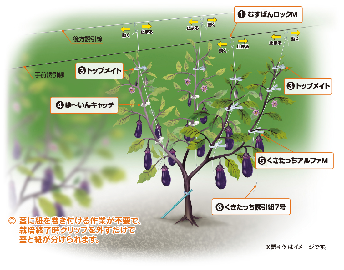 農業資材・誘引クリップの有限会社シーム　誘引例紹介ナス_2