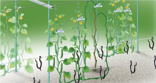 農業資材・誘引クリップの有限会社シーム　きゅうりの誘引例